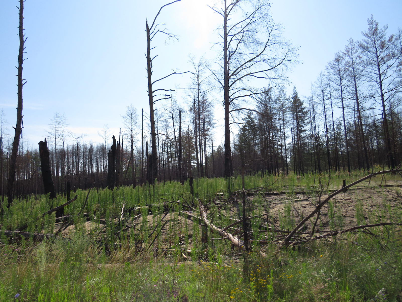 Reforestation in Ukraine: during and after wartime