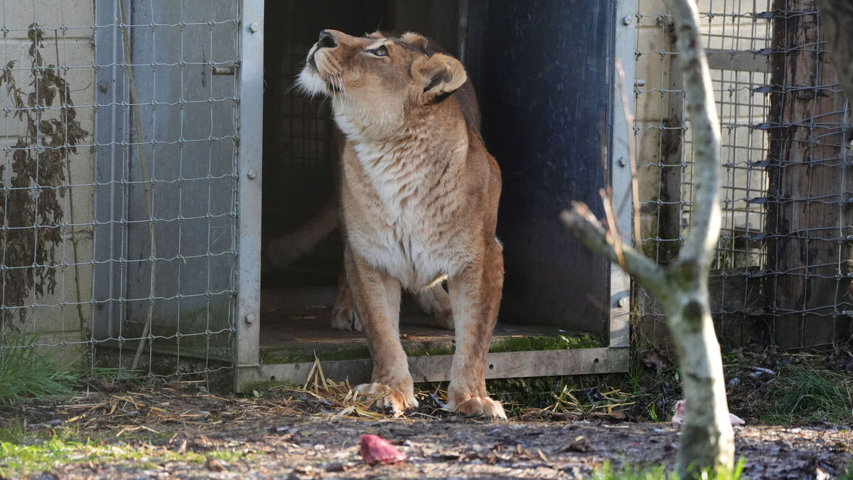 Safe haven: How Ukraine’s zoos are saving animals in spite of war