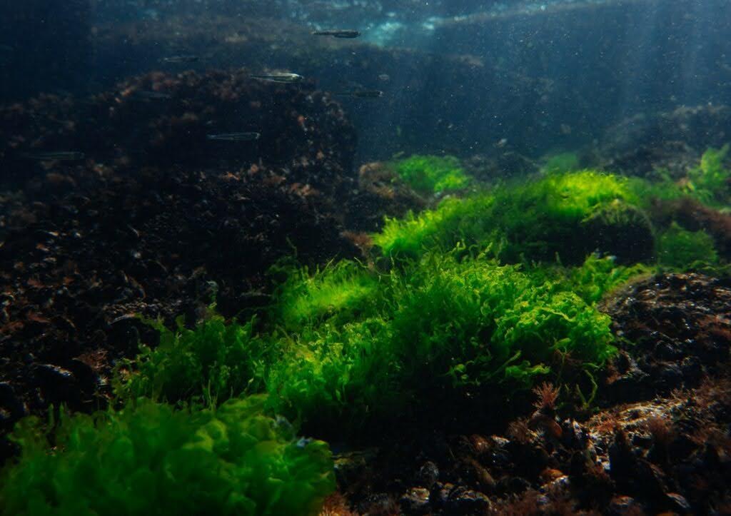 Underwater migrants: the invasive species upsetting ecosystems in Ukraine’s Black Sea waters