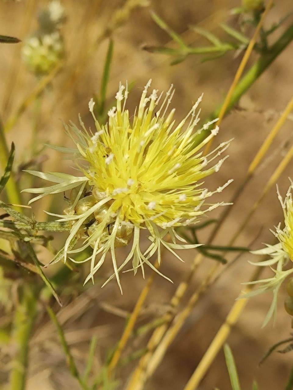 Животные и растения - жертвы войны. Василёк Пачоского (Centaurea paczoskii)